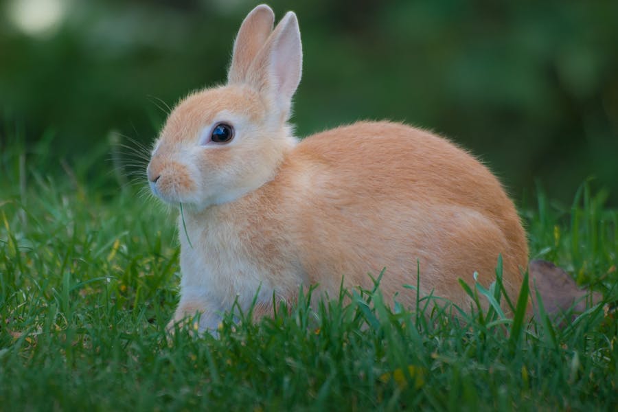 235 Good Names for Rabbits: A Comprehensive and Compelling List for Your Furry Companions
