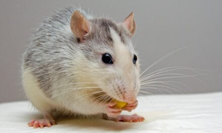 235 Good Names for Rats: A Comprehensive List with 250+ Suggestions