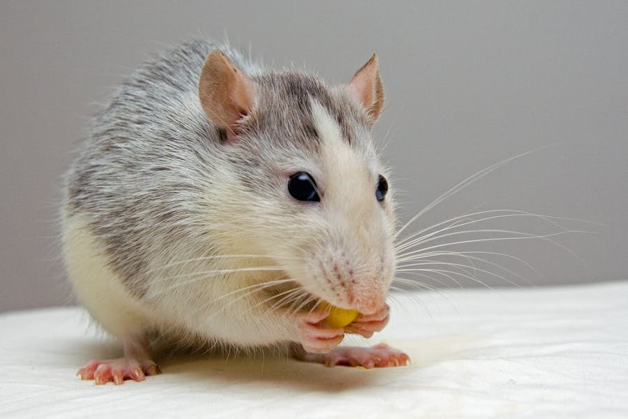 235 Good Names for Rats: A Comprehensive List with 250+ Suggestions