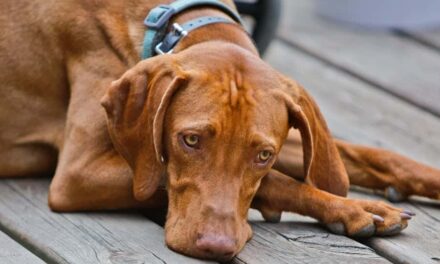235 Good Names for Red Dogs: A Compelling List for Red Dogs That Stand Out