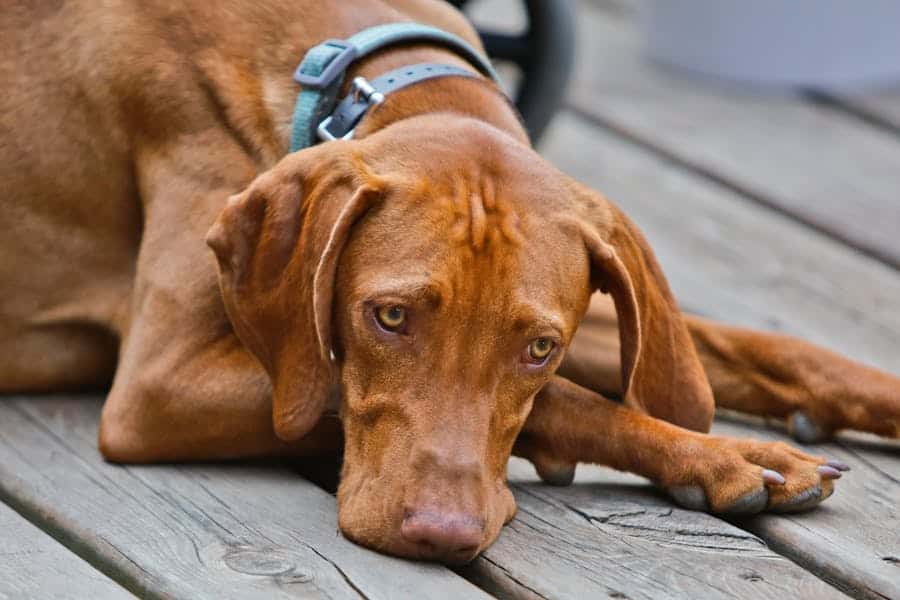 235 Good Names for Red Dogs: A Compelling List for Red Dogs That Stand Out