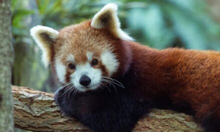 235 Good Names for Red Pandas: A Compelling List for Your Beloved Pet