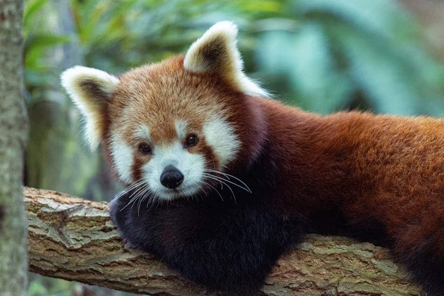 235 Good Names for Red Pandas: A Compelling List for Your Beloved Pet