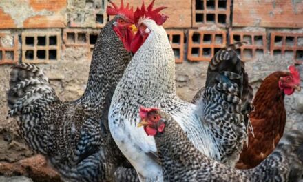 235 Good Names for Roosters: A Compelling List