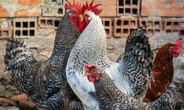 235 Good Names for Roosters: A Compelling List