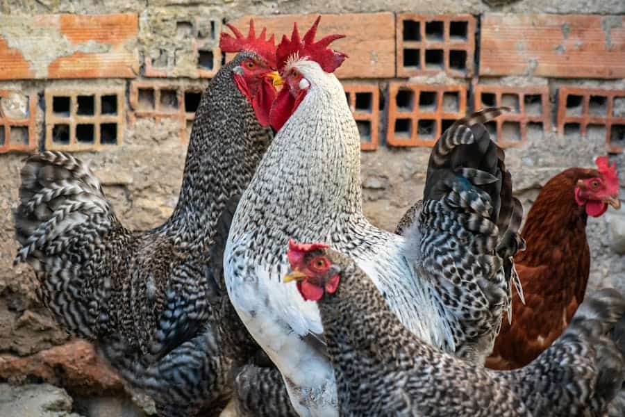 235 Good Names for Roosters: A Compelling List