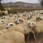 235 Good Names for Sheep: A Compelling List for Pet Owners