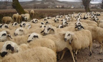 235 Good Names for Sheep: A Compelling List for Pet Owners