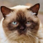235 Good Names for Siamese Cats: A Compelling List for Your Feline Friend