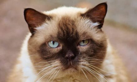 235 Good Names for Siamese Cats: A Compelling List for Your Feline Friend