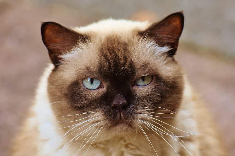 235 Good Names for Siamese Cats: A Compelling List for Your Feline Friend