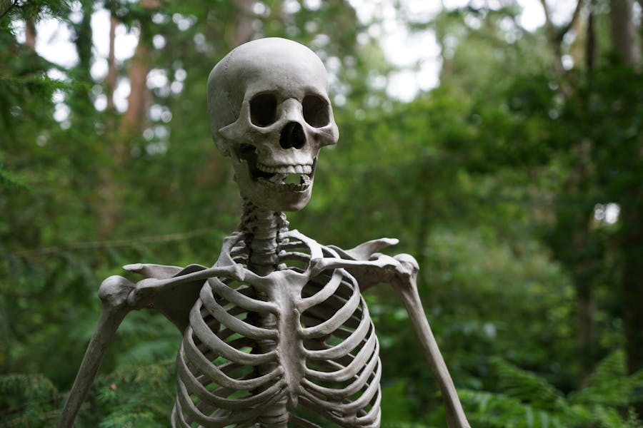 235 Good Names for Skeletons: A Compelling List for Creative Minds