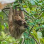 235 Good Names for Sloths: A Comprehensive List for Thoughtful Selection