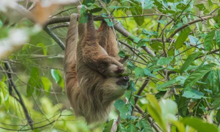 235 Good Names for Sloths: A Comprehensive List for Thoughtful Selection