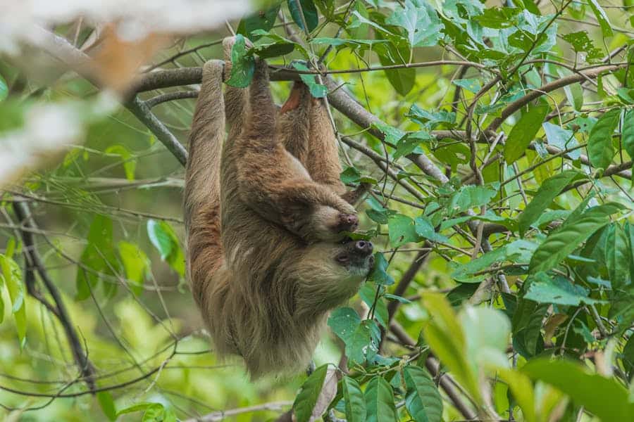 235 Good Names for Sloths: A Comprehensive List for Thoughtful Selection