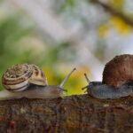 315 Good Names for Snails: A Detailed List for Your Shell-Mates