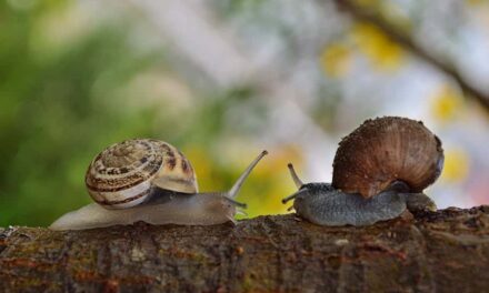 315 Good Names for Snails: A Detailed List for Your Shell-Mates