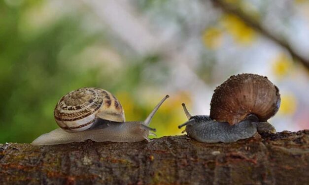 315 Good Names for Snails: A Detailed List for Your Shell-Mates