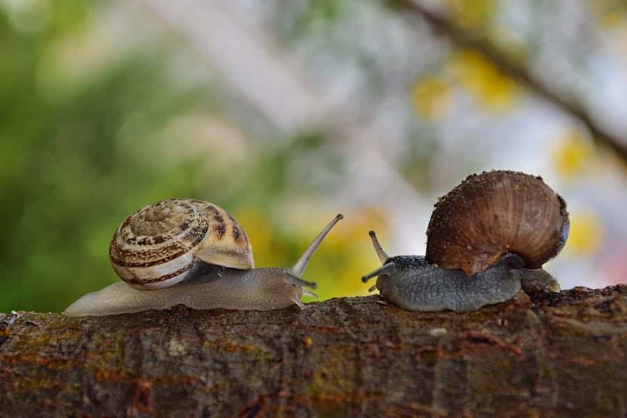 315 Good Names for Snails: A Detailed List for Your Shell-Mates
