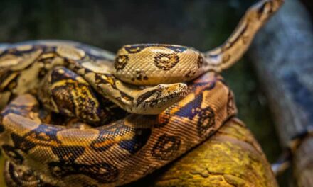 235 Good Names for Snakes: A Compelling List