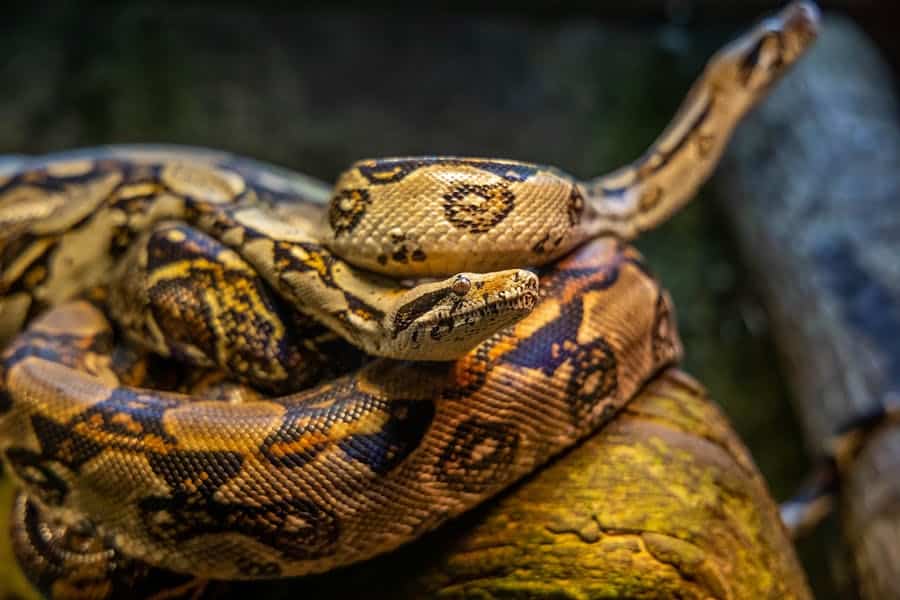 235 Good Names for Snakes: A Compelling List