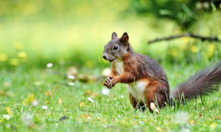 235 Good Names for Squirrels: A Compelling List and More