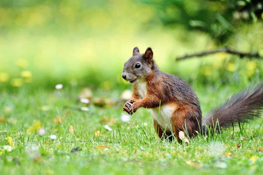 235 Good Names for Squirrels: A Compelling List and More