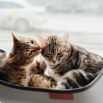 235 Good Names for Tabby Cats: A Comprehensive Guide for Your Feline Companion