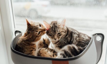 235 Good Names for Tabby Cats: A Comprehensive Guide for Your Feline Companion