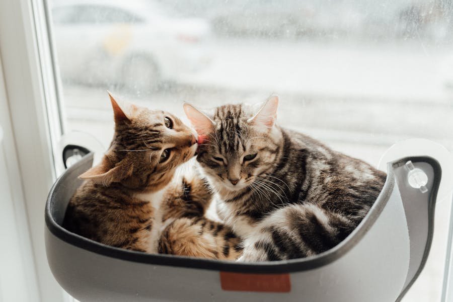 235 Good Names for Tabby Cats: A Comprehensive Guide for Your Feline Companion