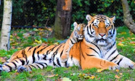 235 Good Names for Tigers: A Captivating Collection