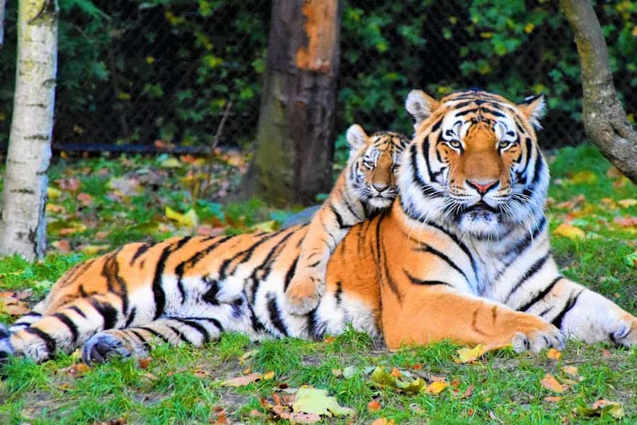 235 Good Names for Tigers: A Captivating Collection