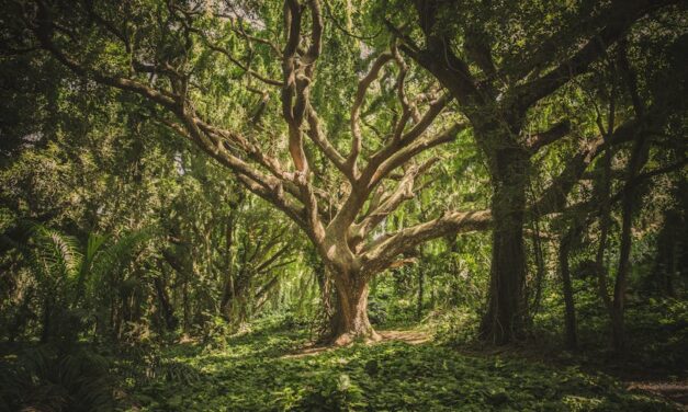 235 Good Names for Trees: A Compelling List