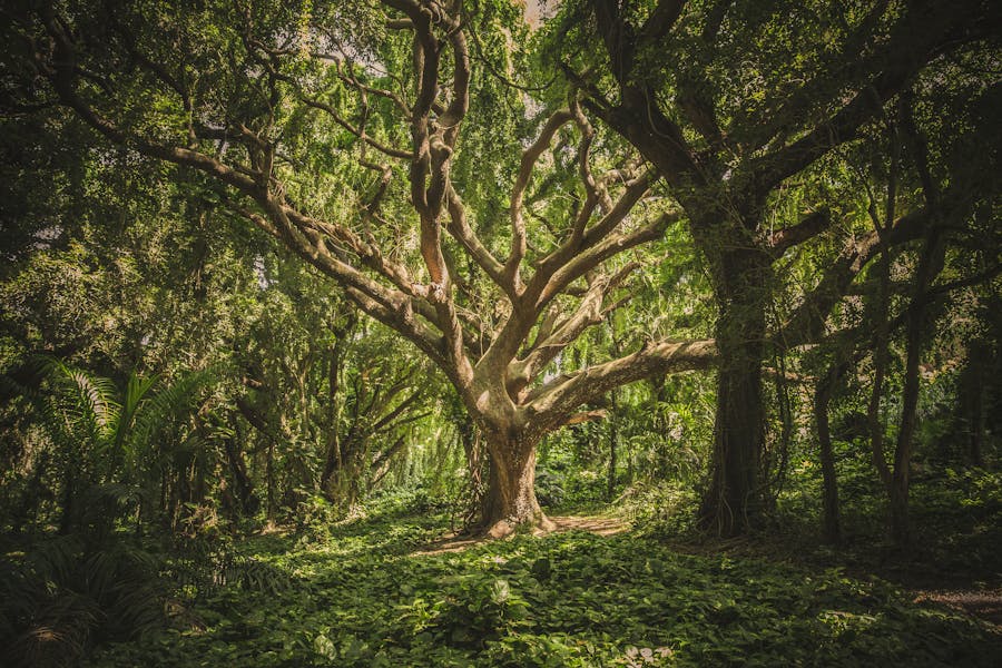 235 Good Names for Trees: A Compelling List