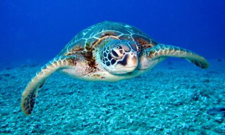 235 Good Names for Turtles: A Compelling List