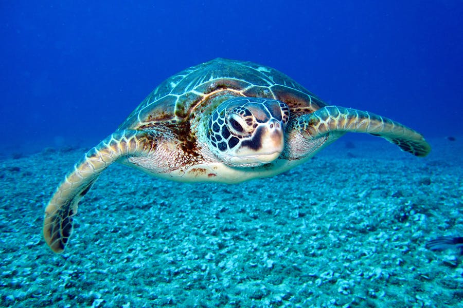 235 Good Names for Turtles: A Compelling List