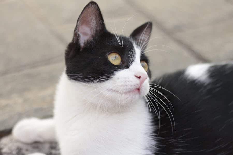 235 Good Names for Tuxedo Cats: A Compelling List