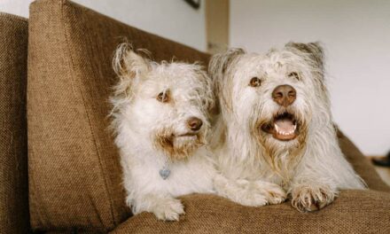 257 Good Names for White Dogs: A Comprehensive Collection