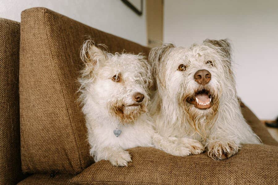 257 Good Names for White Dogs: A Comprehensive Collection
