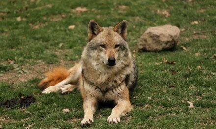 235 Good Names for Wolves: A Comprehensive List with 243 Options for Both Genders