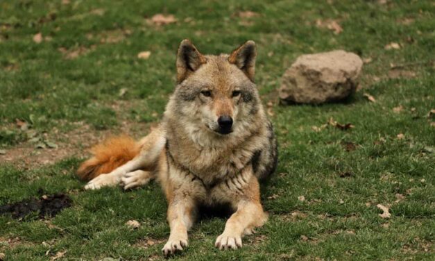 235 Good Names for Wolves: A Comprehensive List with 243 Options for Both Genders