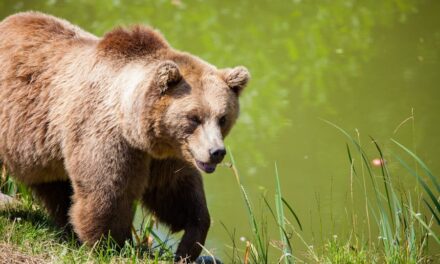 235 Good Names for a Bear: A Compelling List for Bear Lovers