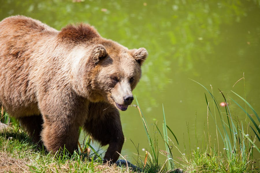 235 Good Names for a Bear: A Compelling List for Bear Lovers