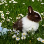 245 Good Names for a Bunny: A Curated List for Your Furry Friend