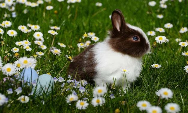 245 Good Names for a Bunny: A Curated List for Your Furry Friend