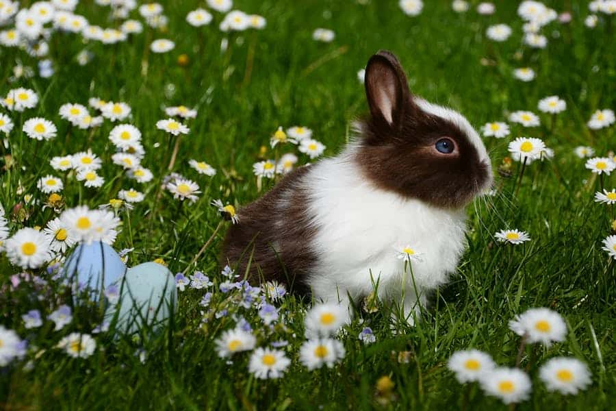 245 Good Names for a Bunny: A Curated List for Your Furry Friend
