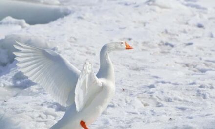 235 Good Names for a Goose: A Compelling and Preferred List