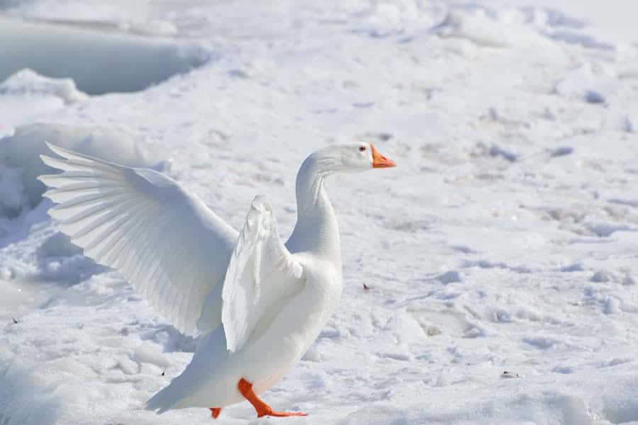 235 Good Names for a Goose: A Compelling and Preferred List