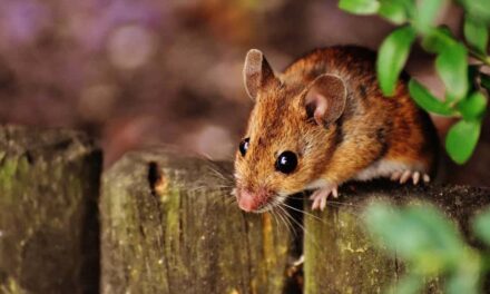Good Names for a Mouse: A Creative and Engaging List