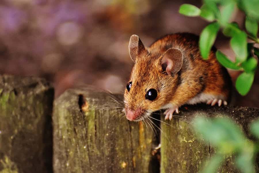 Good Names for a Mouse: A Creative and Engaging List